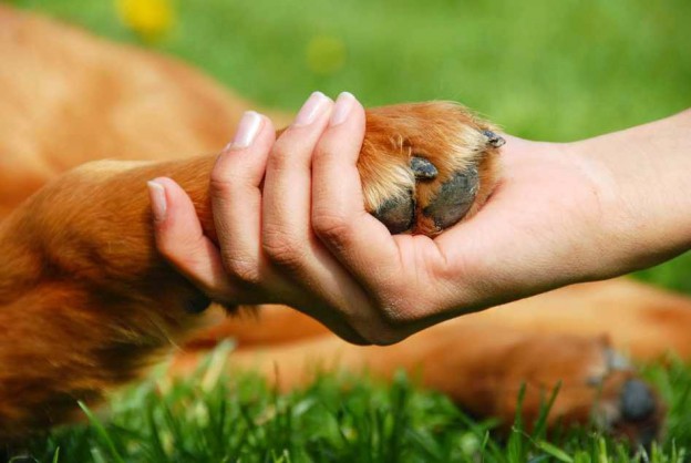 beneficios-de-las-mascotas-en-la-salud