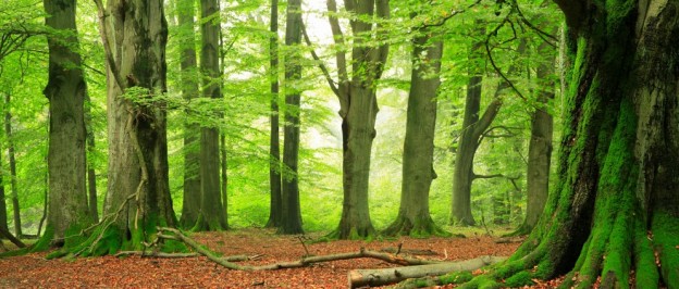 green-burials-funeral-service