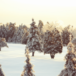 a christmas wish for funeral professionals